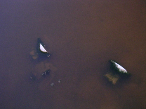Un water i un bidet dins de la Riera dels Canyars de Gavà Mar (Juny de 2006)