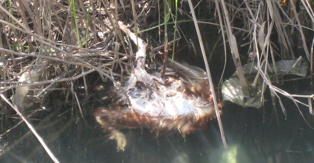 nec mort dins de la Riera dels Canyars de Gavà Mar (fotografia des del pont del carrer Calafell) (4 d'Abril de 2009)