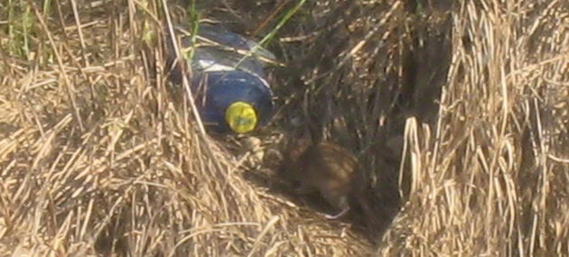 Una de les rates que viuen a la Riera dels Canyars de Gavà Mar (Novembre de 2007)