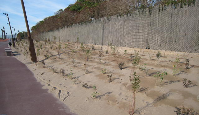 Nova vegetació plantada en el nou tram del passeig marítim de Gavà Mar (6 de desembre de 2008)