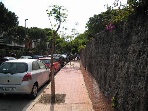 Arbre reposat al carrer Cunit (entre l'avinguda del mar i el carrer Garraf (Juny de 2007)