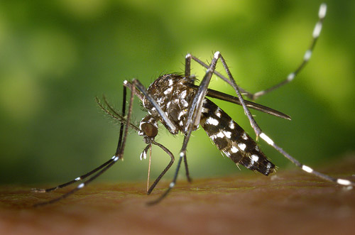 Fotografía de un mosquito tigre adulto