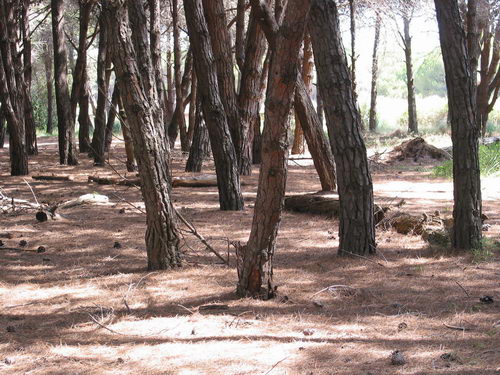 Brutícia a la pineda del nord de l'autovia de Castelldefels (C-31) a Gavà Mar (Juliol 2007)