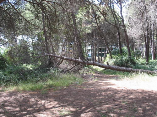 Brutícia a la pineda del nord de l'autovia de Castelldefels (C-31) a Gavà Mar (Juliol 2007)