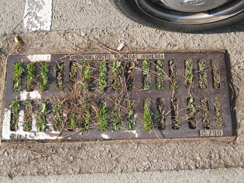 Embornals del carrer Cadaqués de Gavà Mar completament taponats i fins i tot amb herbes (26 de desembre de 2007)