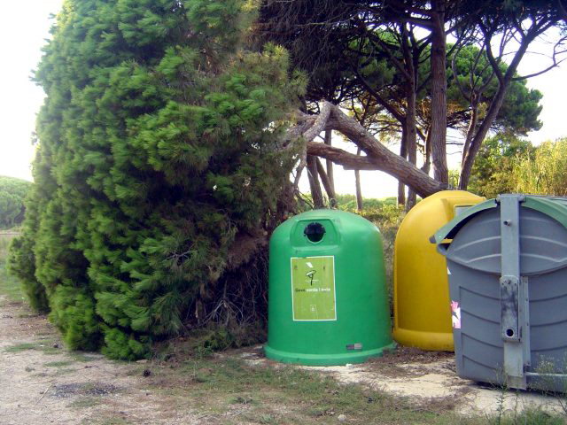 Pino cado en el cruce del Cam del Pinar y la calle del Llebeig de Gav Mar (31 Agosto de 2010)