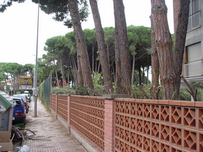 Plantes que envaien l'espai dels vianants podades al Camí de la Pava de Gavà Mar (4 de novembre de 2008)