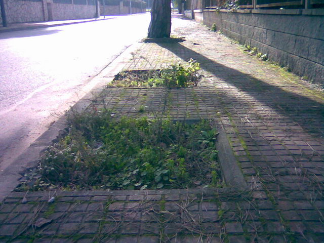 Espacios para árboles sin aprovechar en una acera de la calle de la Ciutat del Repòs de Gavà Mar (16 de Enero de 2009)