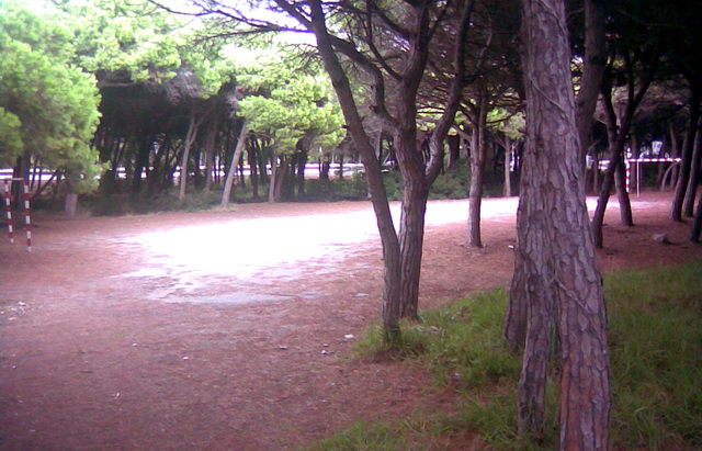 Pineda contigua a la Torre Gav de Gav Mar sense totes les escombraries que feia mesos que hi havia (21 de Setembre de 2009)