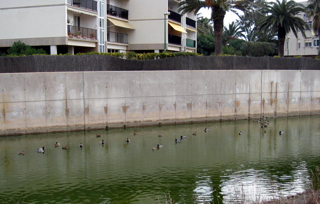 Patos en la desembocadura de la riera dels Canyars de Gavà Mar (desde el puente de la calle de Calafell) (2 de febrero de 2008)